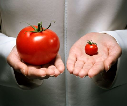 GMO식품 위험성
