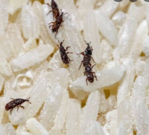쌀벌레 발암물질