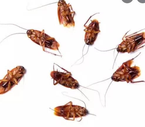 아파트 바퀴벌레 퇴치법 | 집 바퀴벌레 잡는법 | 바퀴벌레 없애는법